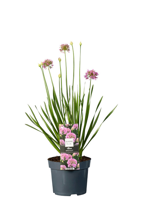 Prydløg Allium 17 cm
